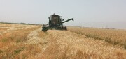 ۴۰هزار تن گندم مازاد کشاورزان بوشهری خریداری شد
