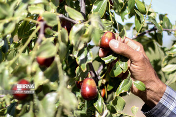 Thanksgiving for harvest of jujube in east Iran