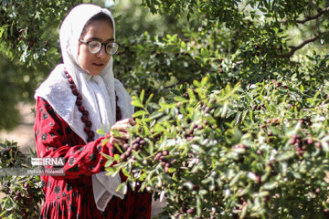 Thanksgiving for harvest of jujube in east Iran