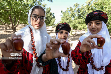 Thanksgiving for harvest of jujube in east Iran