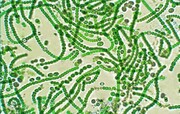 Iranian researchers discover new cyanobacteria in Persian Gulf island