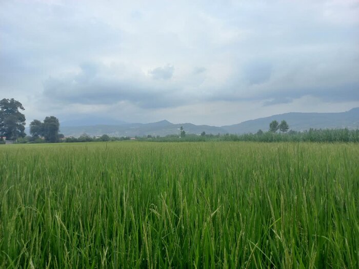سد سجادرود در پیچ و خم باید و نباید ها