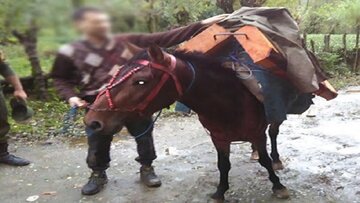 قاچاق چوب‌آلات جنگلی با اسب در نوشهر