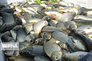 تولید ماهی در خراسان شمالی ۱۴ درصد افزایش یافت