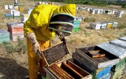 کام شیرین اقتصاد فارس با ۵۸۷ پهنه تولیدی عسل/آغاز سرشماری سراسری زنبورستان‌ها