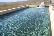 هزار و ۲۱۰ تن ماهی در سبزوار تولید شد