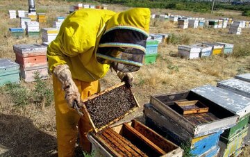 کام شیرین اقتصاد فارس با ۵۸۷ پهنه تولیدی عسل/آغاز سرشماری سراسری زنبورستان‌ها
