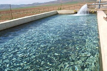 هزار و ۲۱۰ تن ماهی در سبزوار تولید شد