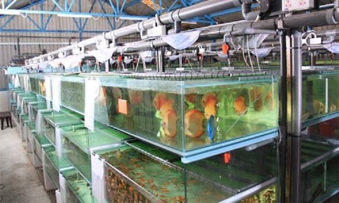 سه میلیون قطعه ماهی زینتی سالانه در لرستان تولید می شود