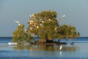 Zone humide de Khor Azini dans la province d'Hormozgan au sud de l’Iran