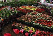 نمایشگاه تخصصی گل و گیاه در اراک گشایش یافت