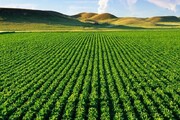 مصرف کودشیمیایی در مزارع استان اردبیل ۳۵ درصد افزایش یافت