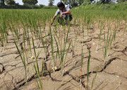 گرمایش زمین، تهدیدی برای صنعت کشاورزی آسیا