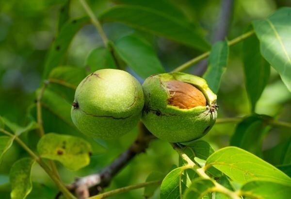 راهنمای خرید نهال گردو