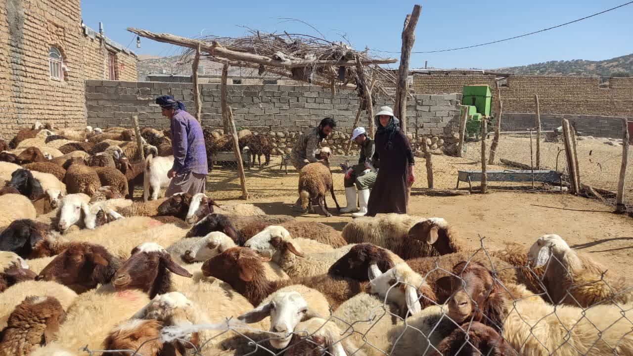 واکسیناسیون رایگان دام و طیور در مناطق محروم "سلسله" اجرا شد