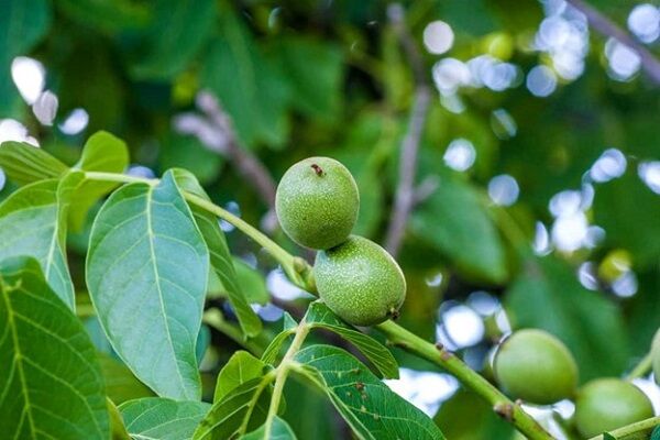 راهنمای خرید نهال گردو