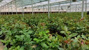گلخانه‌های آذربایجان‌غربی تامین‌کننده ۱۱ هزار تن صیفی و سبزی در سال هستند
