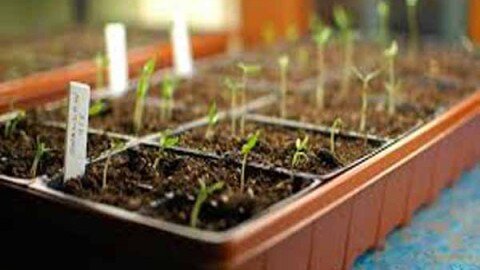 فارس، پیشتاز در تولید هستههای اولیه بذری