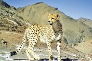 مراقبت از یوزپلنگ‌های استان سمنان تا تغییر اقلیم تهدید جدی حیات وحش + فیلم