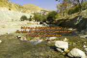 آب منطقه‌ای تهران از تضییع حقوق پنج میلیاردریالی بیت‌المال جلوگیری کرد
