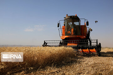 رشد ۲۷ درصدی طرح جهش تولید در دیمزارهای استان قزوین