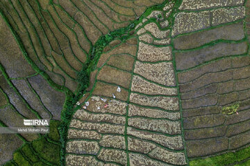 Iran: la récolte du riz dans la province de Mâzandarân