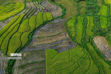 Iran: la récolte du riz dans la province de Mâzandarân