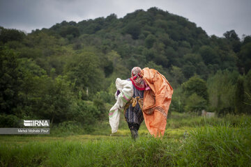 Iran: la récolte du riz dans la province de Mâzandarân