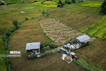 Iran: la récolte du riz dans la province de Mâzandarân