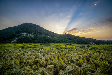 Iran: la récolte du riz dans la province de Mâzandarân