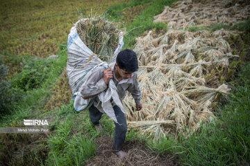 Iran: la récolte du riz dans la province de Mâzandarân