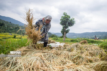 Iran: la récolte du riz dans la province de Mâzandarân