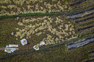 Iran: la récolte du riz dans la province de Mâzandarân