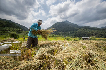 Iran: la récolte du riz dans la province de Mâzandarân