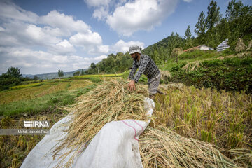 Iran: la récolte du riz dans la province de Mâzandarân