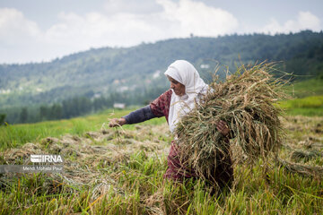 Iran: la récolte du riz dans la province de Mâzandarân