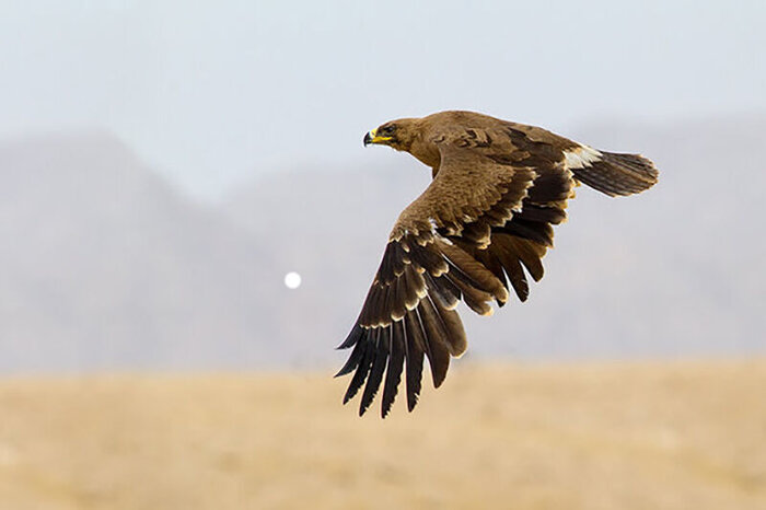 یک بهله عقاب طلایی در طبیعت شیروان خراسان‌شمالی رهاسازی شد 