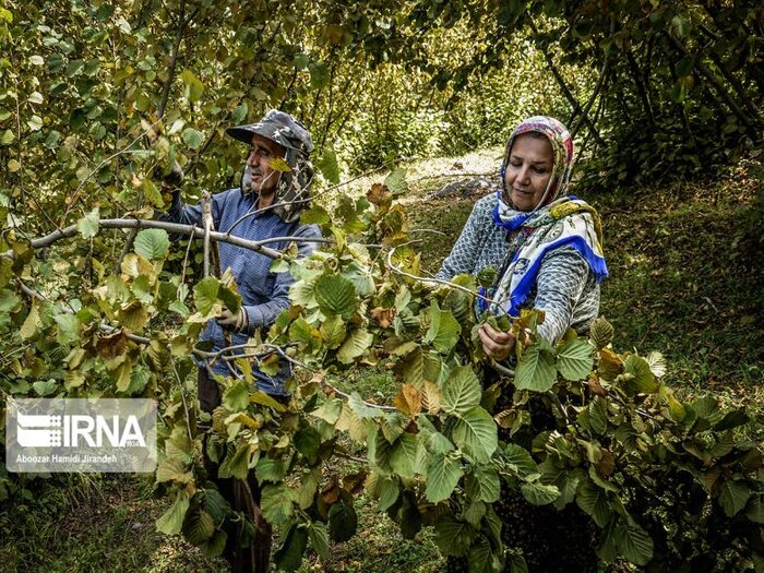 کشف شواهد ۲۰۰ هزار ساله حضور انسان در هرمزگان تا صادرات چرم ایلام به فرانسه