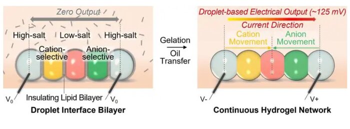باتری «قطرهای» راه را برای ورود دستگاههای ریز به بافت بدن هموار کرد 3 باتری «قطرهای» راه را برای ورود دستگاههای ریز به بافت بدن هموار کرد