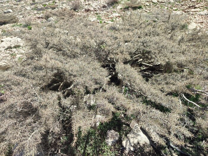 استاد گونشناسی ایران: ۶۰۰ گونه گون بومی در کشور شناسایی شده است