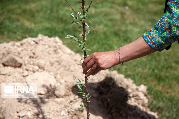 خیز دوستداران طبیعت فارس برای کاشت یک میلیارد درخت؛نذر ۱۵۰ کیلوگرم بذر در ارسنجان