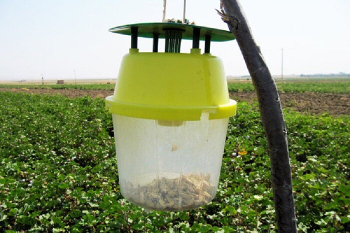 کاهش ۲۴ تنی مصرف سموم در اراضی کشاورزی کرمانشاه با مبارزه بیولوژیک