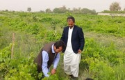 ۱۸ هزار تن محصول کشاورزی در تفتان سیستان و بلوچستان تولید شد