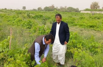 بیش از ۱۸ هزار فقره بیمه نامه کشاورزی در سیستان‌ و بلوچستان و بلوچستان صادر شد