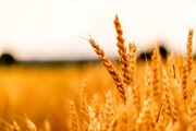 کشت ۱۱ هکتار گندم در قالب کشاورزی قراردادی در سمنان برنامه‌ریزی شد