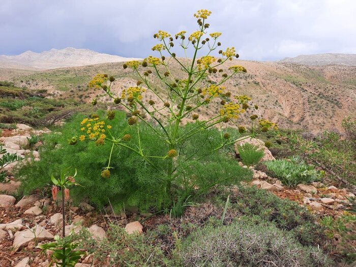 چرایی تحقق نیافتن توسعه کشت گیاهان دارویی در کهگیلویه و بویراحمد