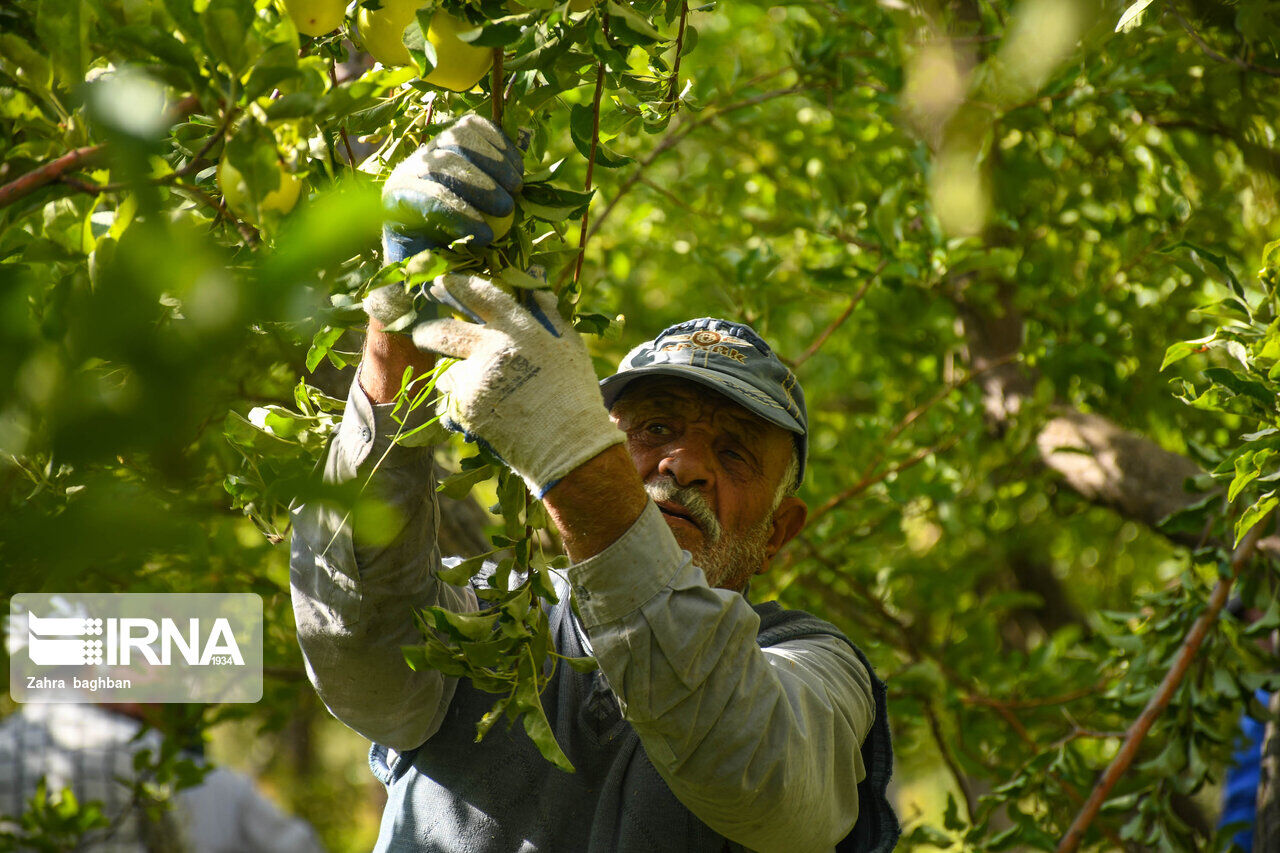 'Iran’s temperate fruits, nuts output to hit 11.5mln mt in year to March'