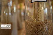 رییس موسسه بذرو نهال: تلاش محققان داخلی تولید گندم را در کشور بالا برد