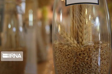 رییس موسسه بذرو نهال: تلاش محققان داخلی تولید گندم را در کشور بالا برد