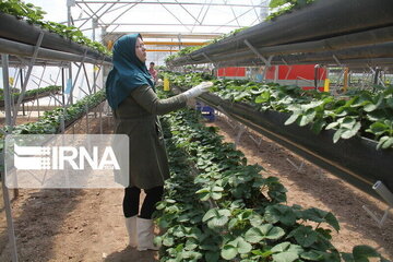 استاندار مازندران: توسعه تولیدات گلخانه ای موجب رونق صادرات شده است